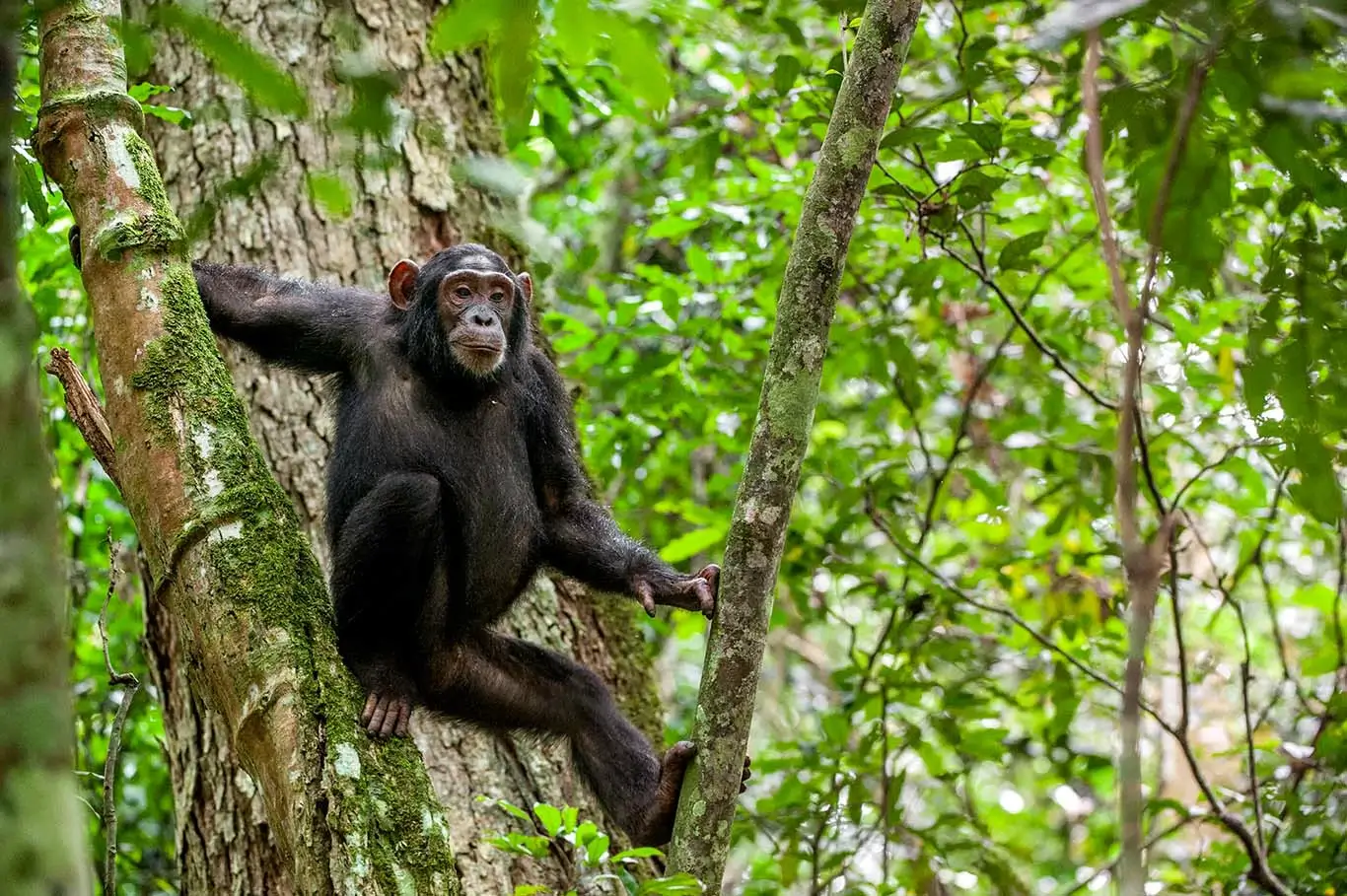 a chimpanzee up in a tree